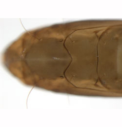 Phyllonorycter heegeriella pupa,  dorsal