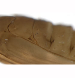 Phyllonorycter heegeriella pupa,  lateral