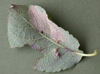 Mine of Phyllonorycter hilarella on Salix