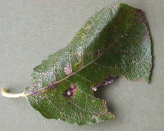 Mine of Phyllonorycter hilarella on Salix
