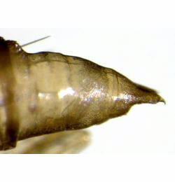 Phyllonorycter hilarella pupa,  cremaster,  lateral