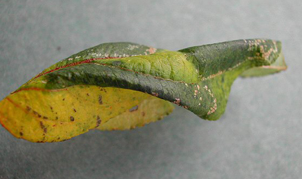 Mine of Phyllonorycter cydoniella on Malus domestica