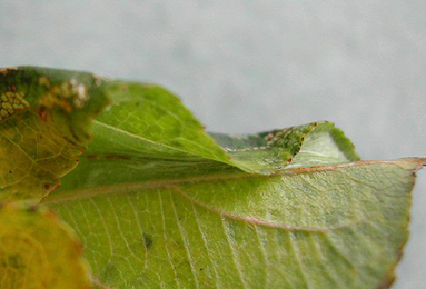 Mine of Phyllonorycter cydoniella on Malus domestica