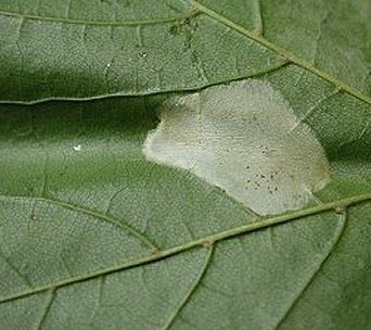 Mine of Phyllonorycter platanoidella on Acer platanoides