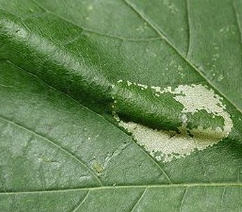 Mine of Phyllonorycter platanoidella on Acer platanoides