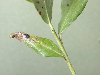 Mine of Phyllonorycter junoniella on Vaccinium vitis-idaea