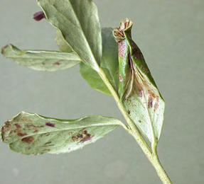 Mine of Phyllonorycter junoniella on Vaccinium vitis-idaea