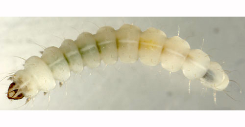 Phyllonorycter kleemannella larva,  dorsal