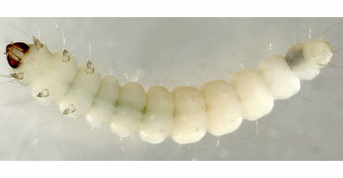 Phyllonorycter kleemannella larva,  ventral
