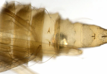 Phyllonorycter kleemannella pupa,  abdomen,  ventral