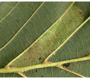 Mine of Phyllonorycter kleemannella on Alnus glutinosa