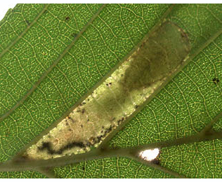 Mine of Phyllonorycter kleemannella on Alnus glutinosa