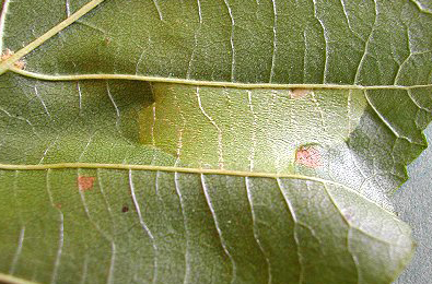 Mine of Phyllonorycter kleemannella on Alnus