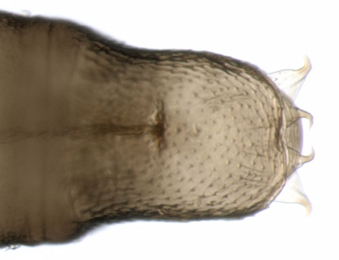 Phyllonorycter kuhlweiniella pupa,  cremaster,  lateral