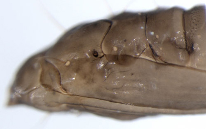 Phyllonorycter kuhlweiniella pupa,  thorax,  lateral