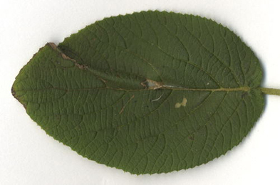 Mine of Phyllonorycter lantanella on Viburnum tinus