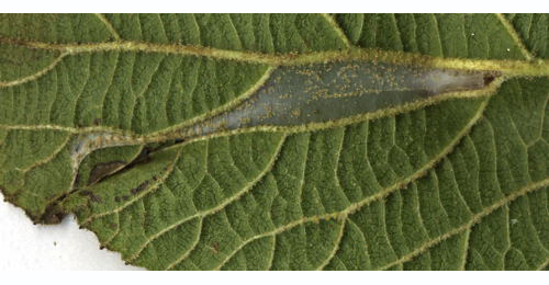 Mine of Phyllonorycter lantanella on Viburnum tinus