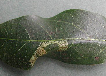 Mine of Phyllonorycter lantanella on Viburnum 