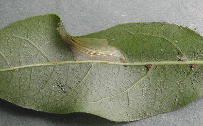 Mine of Phyllonorycter lantanella on Viburnum 