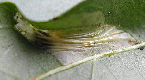 Mine of Phyllonorycter lantanella on Viburnum