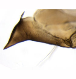 Phyllonorycter lantanella pupa,  anterior appendage,  lateral