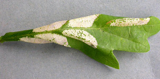 Mine of Phyllonorycter lautella on Quercus