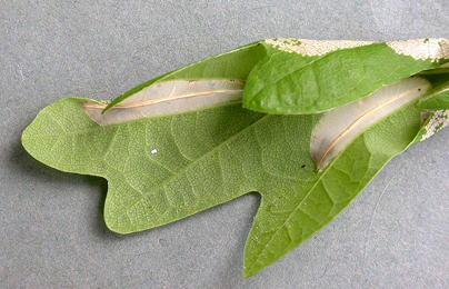 Mine of Phyllonorycter lautella on Quercus