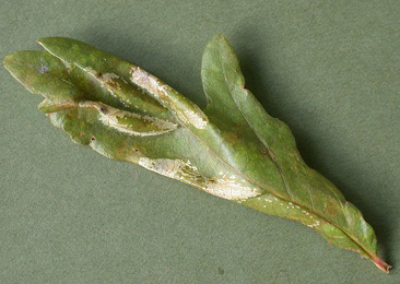 Mine of Phyllonorycter lautella on Quercus