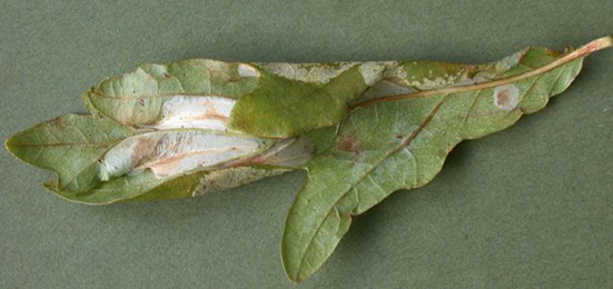 Mine of Phyllonorycter lautella on Quercus