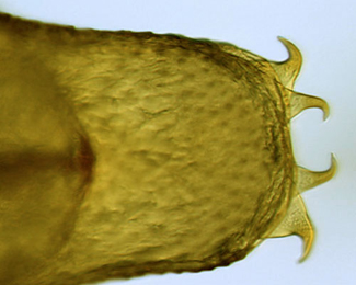 Phyllonorycter lautella pupa,  cremaster,  dorsal