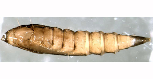 Phyllonorycter lautella pupa,  lateral