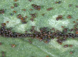 Mine of Phyllonorycter leucographella on Pyracantha coccinea