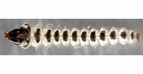 Phyllonorycter leucographella sap-feeding larva,  dorsal