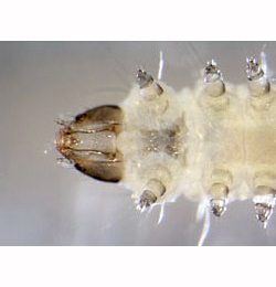 Phyllonorycter leucographella sap-feeding larva,  ventral