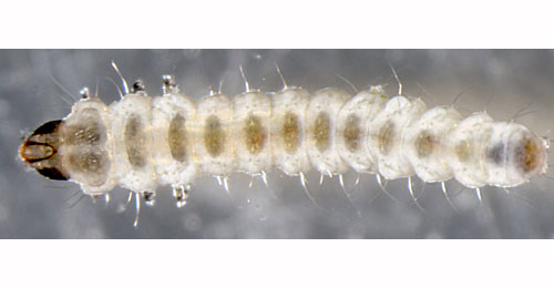 Phyllonorycter leucographella tissue-feeding larva,  dorsal