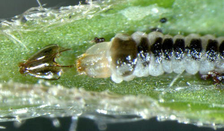 Phyllonorycter leucographella moulted sap-feeding larva,  dorsal
