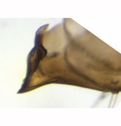 Phyllonorycter leucographella pupa, anerior appendage,  lateral