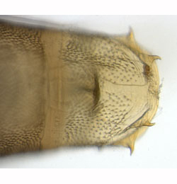 Phyllonorycter leucographella pupa,  cremaster,  dorsal