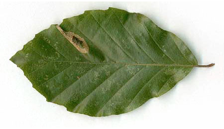 Mine of Phyllonorycter maestingella on Fagus sylvatica