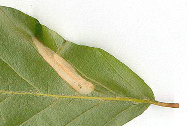 Mine of Phyllonorycter maestingella on Fagus sylvatica