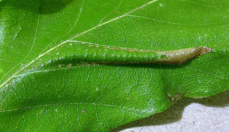 Mine of Phyllonorycter maestingella on Fagus