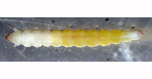 Phyllonorycter maestingella larva,  dorsal