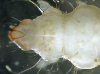 Phyllonorycter maestingella larva,  dorsal