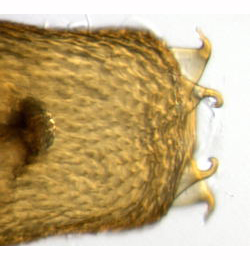 Phyllonorycter maestingella pupa,  cremaster,  dorsal