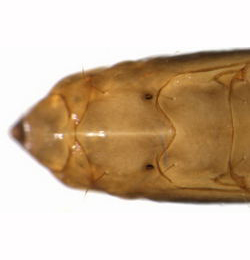Phyllonorycter maestingella pupa,  dorsal