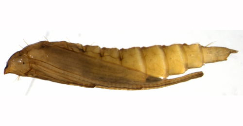 Phyllonorycter maestingella pupa,  lateral