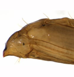 Phyllonorycter maestingella pupa,  lateral