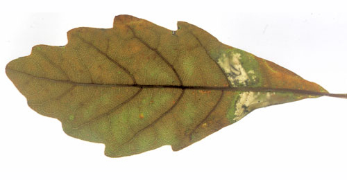 Mine of Phyllonorycter messaniella on Quercus x turneri