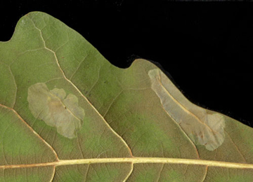 Mine of Phyllonorycter messaniella on Quercus x turneri