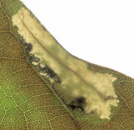 Mine of Phyllonorycter messaniella on Quercus x turneri